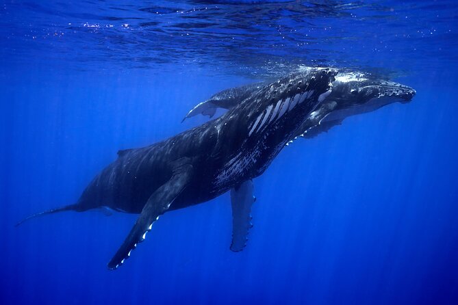 WHALE TOUR - Watching and Swimming with Whales - Who should book this Moorea tour