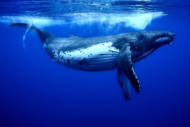 WHALE TOUR - Watching and Swimming with Whales - Timing, pickup, and cancellation details