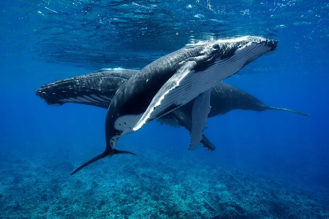 WHALE TOUR - Watching and Swimming with Whales - The water entry is the real test