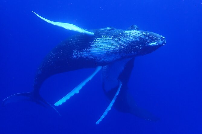 Whale watching 6 people half day - More than whales: dolphins, seabirds, and flying fish
