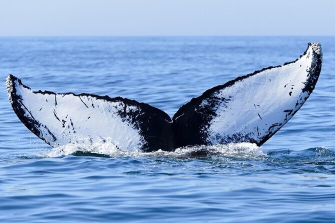 Whale watching 6 people half day - Handling seasickness and rough conditions