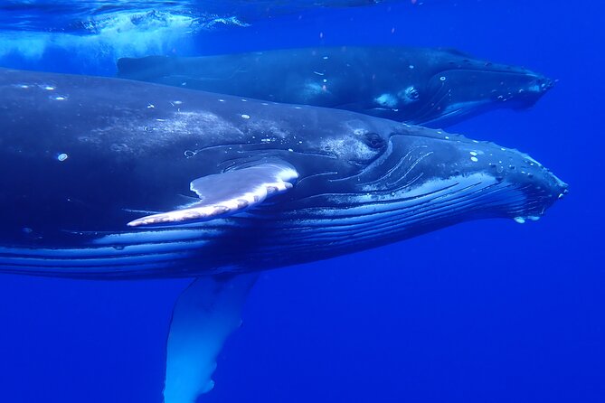 Whale watching 6 people half day - From boat watching to a possible ocean encounter