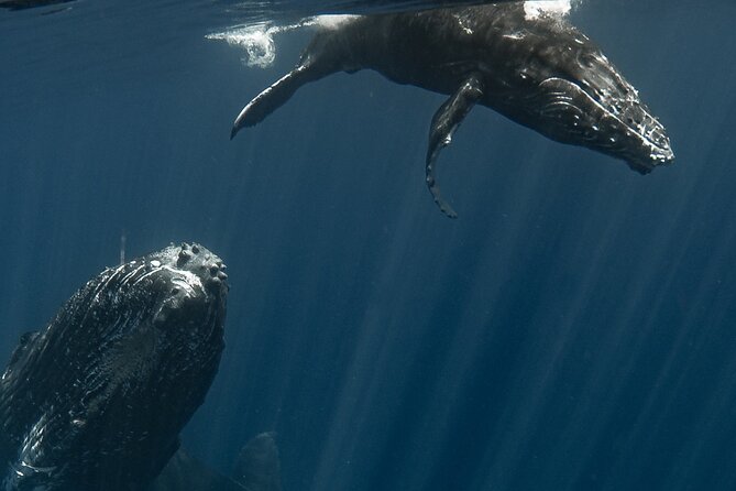 Whale Watching Activity - Searching for humpback whales in open water