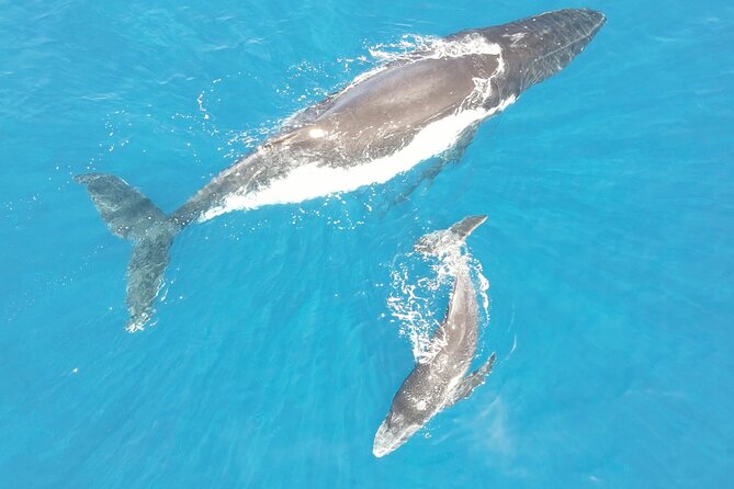 Whale Watching Activity - What the three-hour outing includes