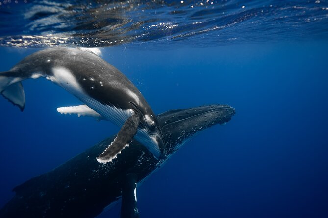 Whale watching and snorkelling in Moorea - Key points to know before you book