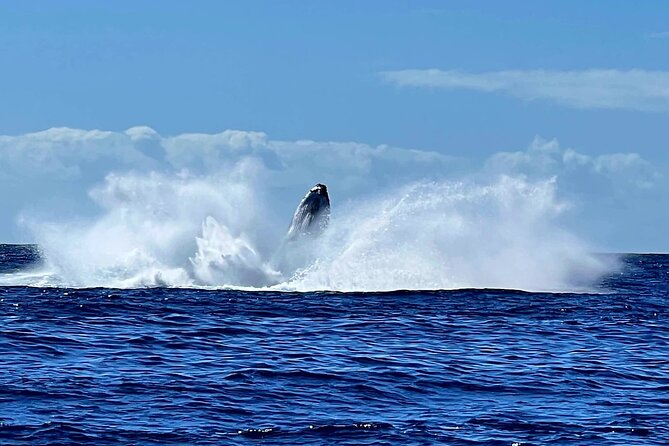 Whale watching and snorkelling in Moorea - What the Moorea whale tour is really like