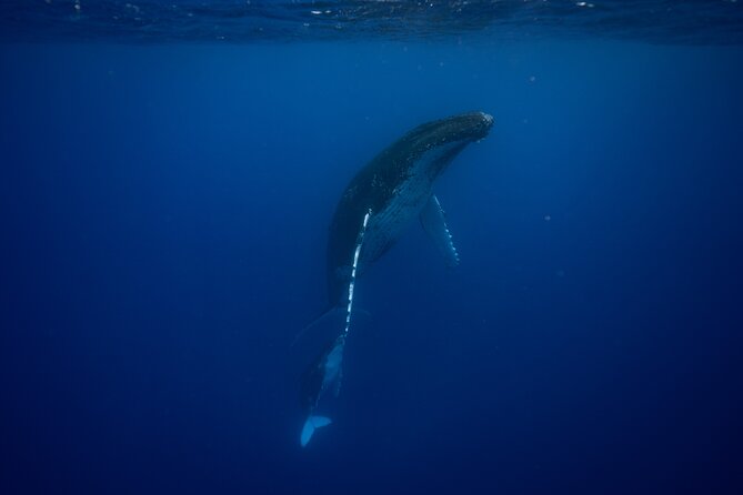 Whale watching and snorkelling in Moorea - Entering the water with whales