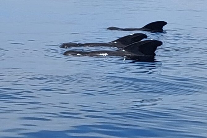 Whale watching and snorkelling in Moorea - Dolphins, turtles, sharks, and other sightings