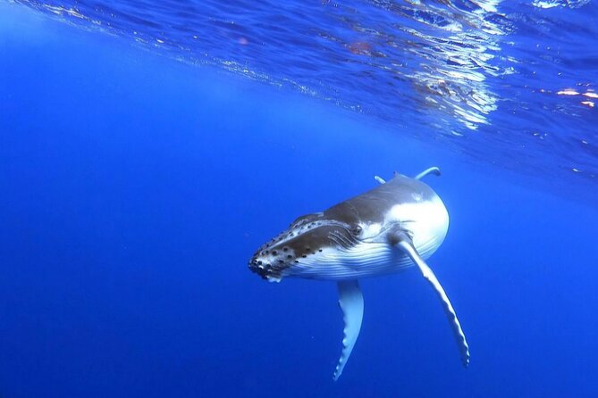 Whale watching and snorkelling in Moorea - The four-hour pace and what you need to bring
