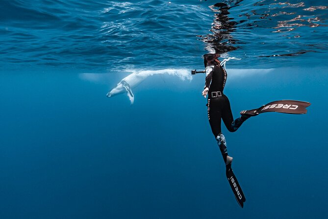 Whale watching and snorkelling in Moorea - Animal welfare and responsible conduct