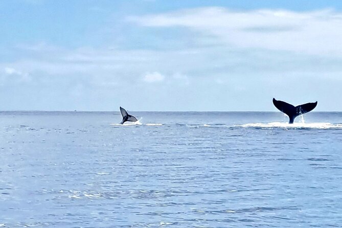 Whale watching and snorkelling in Moorea - Who should book this Moorea experience