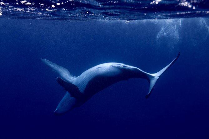 Whale watching and snorkelling in Moorea - Watching humpbacks from the boat