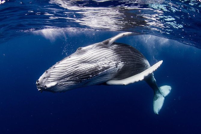 Whale Watching Bora Bora - Key points at a glance