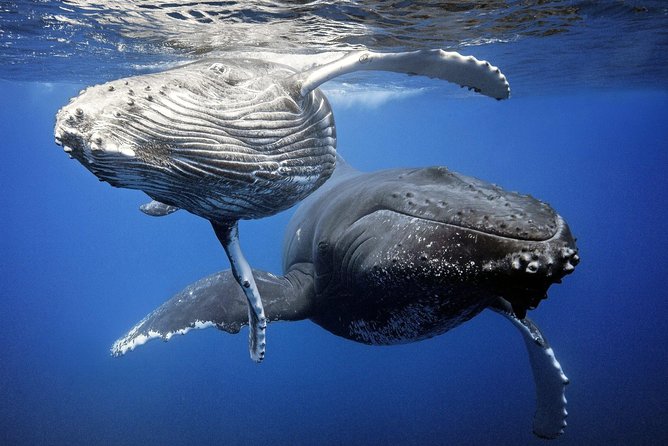 Whale Watching Bora Bora - The best part: mother and calf encounters