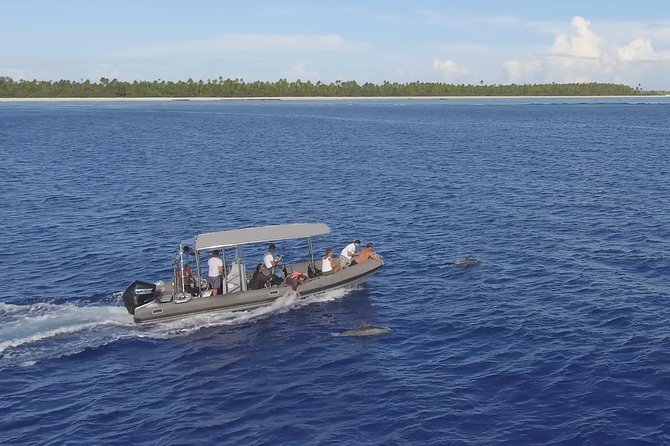 Whale Watching Bora Bora - Guides, boat handling, and group size