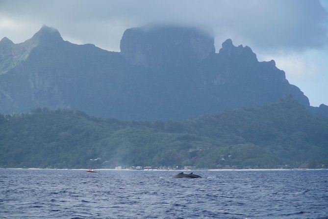 Whale Watching Bora Bora - Is $304 good value?