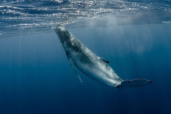 Whale Watching Bora Bora - Why the July to November season matters