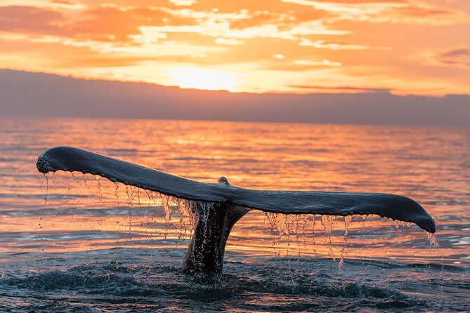 Whale watching DE Tahiti Peninsula - The boat, crew, and onboard care