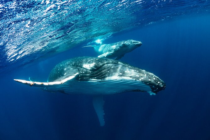 Whale watching DE Tahiti Peninsula - Is $188.27 good value?
