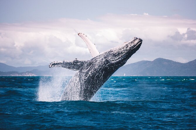 Whale watching DE Tahiti Peninsula - Practical planning for the meeting point