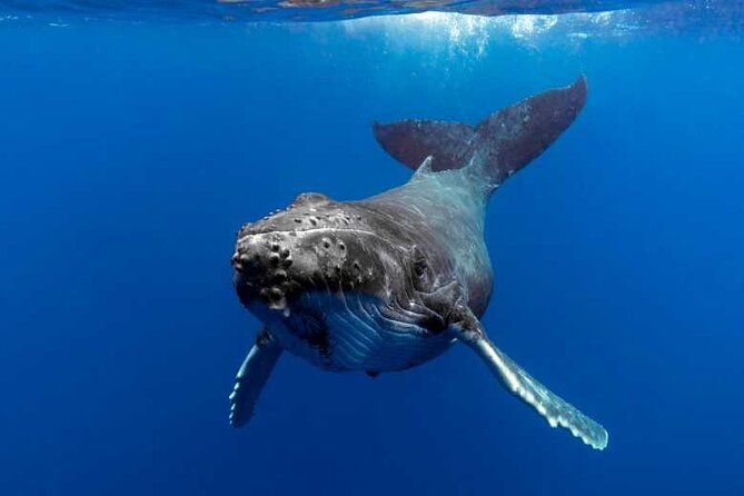 Whale watching in Moorea - Key details before you book