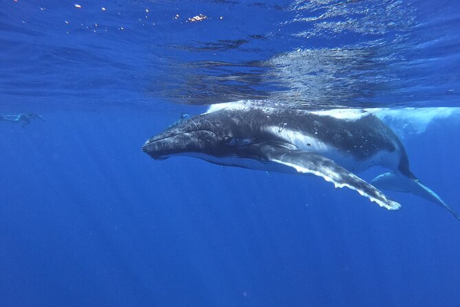 Whale watching in Moorea - Moorea’s whale season, from July 20 to November 20