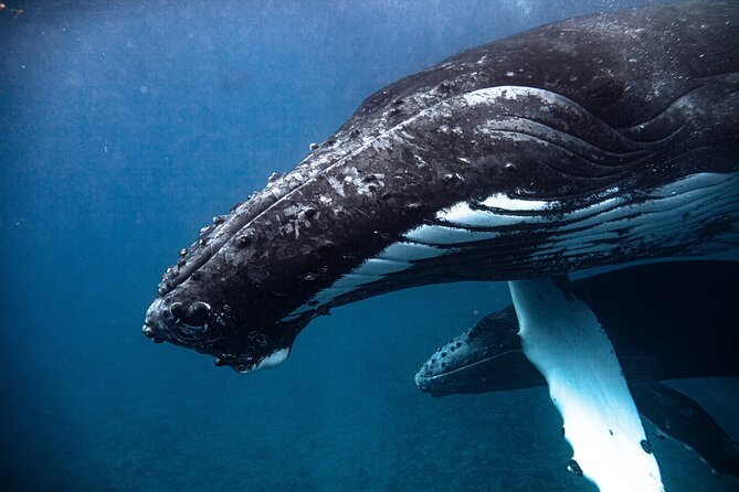 Whale watching in Moorea - What if the whales stay away?