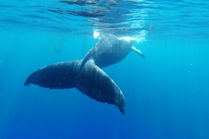Whale watching in Moorea - What to bring and what to clarify