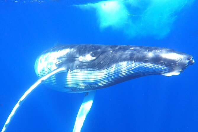 Whale watching in Moorea - The whale encounter is active, not passive
