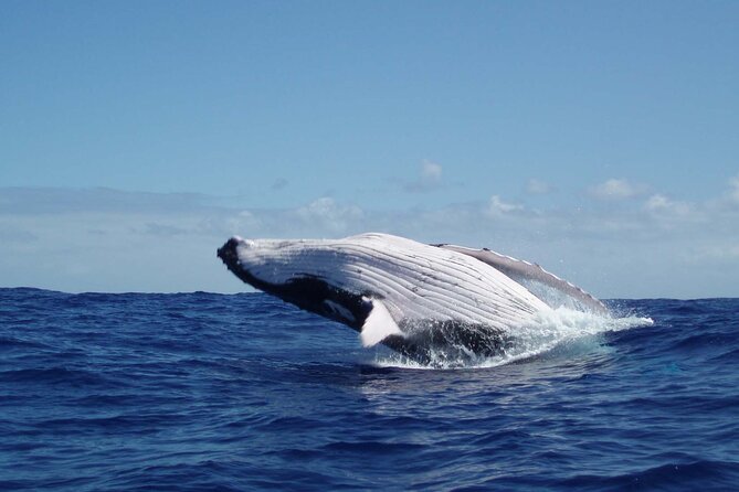 Whale watching in the calm of the peninsula with Tātahi tours - Why the Tahitian peninsula makes a difference