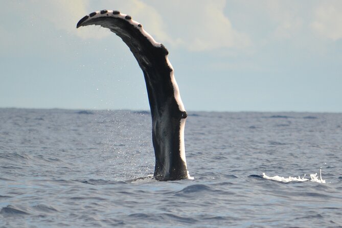 Whale watching in the calm of the peninsula with Tātahi tours - From Toahotu toward Teahupoo