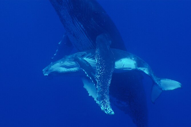 Whale watching in the calm of the peninsula with Tātahi tours - What is included for a four-hour outing