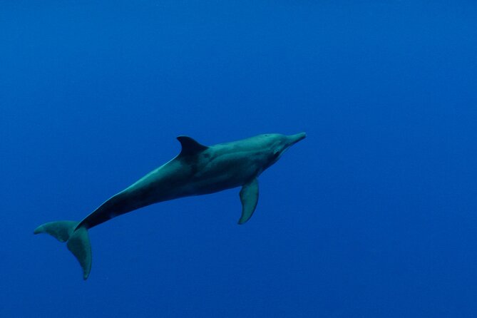 Whale watching in the calm of the peninsula with Tātahi tours - Snacks, water, and the practical rhythm of the trip