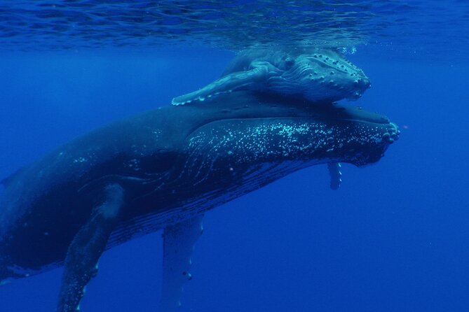 Whale watching in the calm of the peninsula with Tātahi tours - Who will enjoy Tātahi Tours most