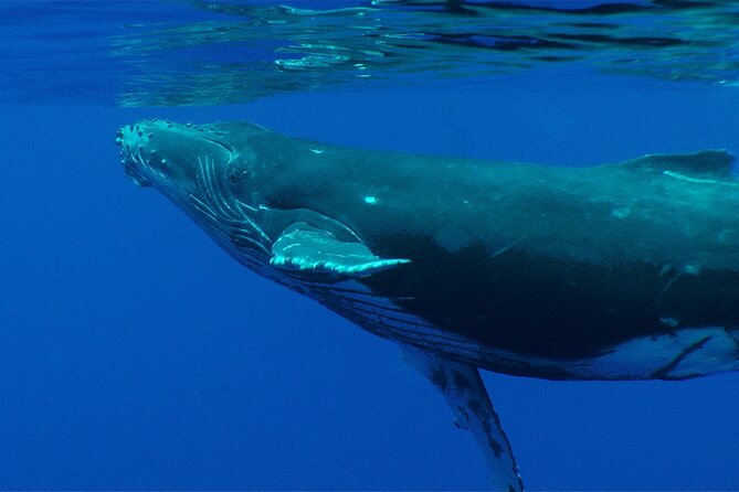 Whale watching in the calm of the peninsula with Tātahi tours - The main drawback: weather and a strict booking policy