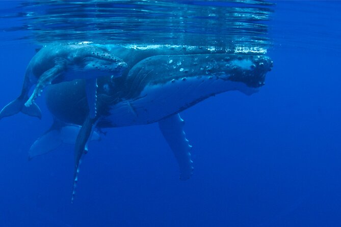 Whale watching in the calm of the peninsula with Tātahi tours - Learning to watch whales before entering the water
