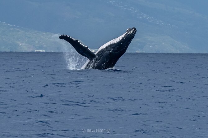 Whale Watching Moorea (non-swimming) - The possible lagoon stop with sharks and stingrays