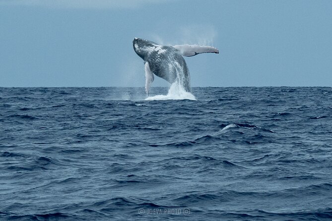 Whale Watching Moorea (non-swimming) - Why the guide matters on a wildlife trip