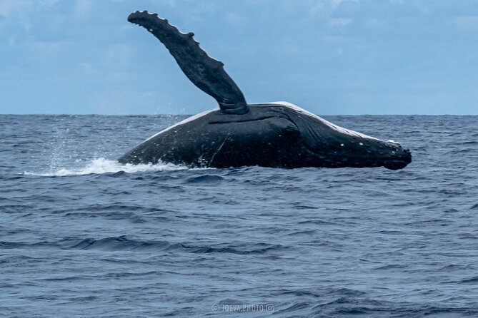 Whale Watching Moorea (non-swimming) - Price, group size, and what you receive