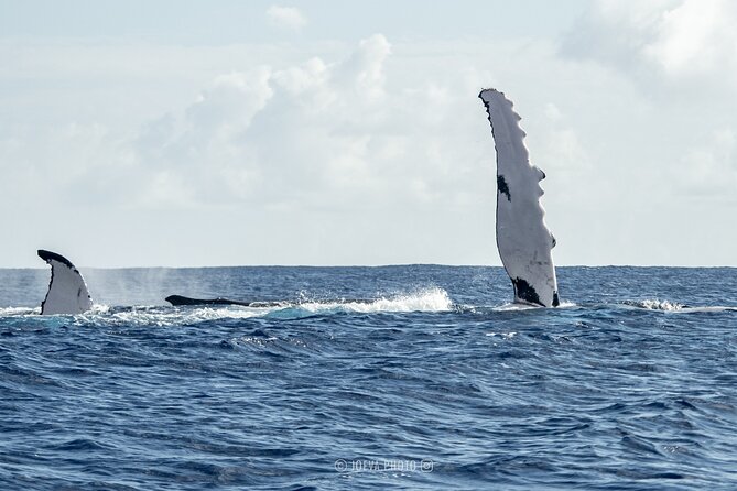 Whale Watching Moorea (non-swimming) - Who should choose this Moorea excursion