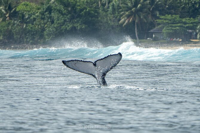 Whale Watching Moorea (non-swimming) - Practical preparation for the morning