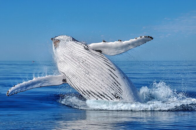 Whale Watching Moorea (non-swimming) - Searching for humpback whales around Moorea