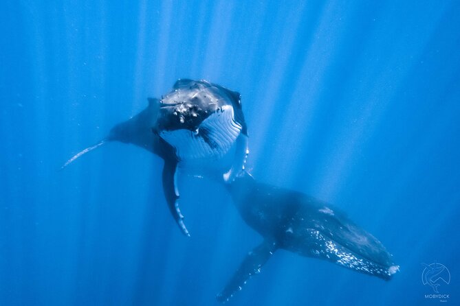 Whale watching on the preserved and quiet coast of Paea (Pk26) - A quiet stretch of Tahiti’s west coast