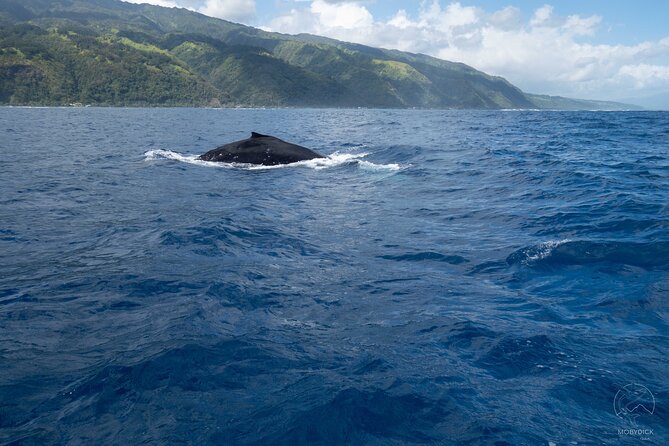 Whale watching on the preserved and quiet coast of Paea (Pk26) - Searching for humpbacks between Paea and Papara
