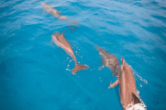 Whale watching on the preserved and quiet coast of Paea (Pk26) - Why the small group affects the value
