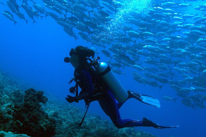 Whale watching on the preserved and quiet coast of Paea (Pk26) - Weather, equipment, and practical preparation