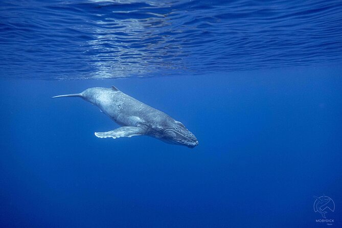 Whale watching on the preserved and quiet coast of Paea (Pk26) - When a whale swim becomes possible