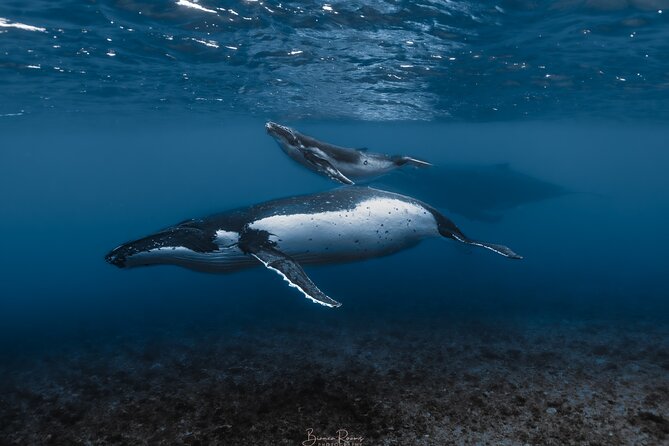 Whale Watching Shared Half Day - Key points for your Moorea whale trip