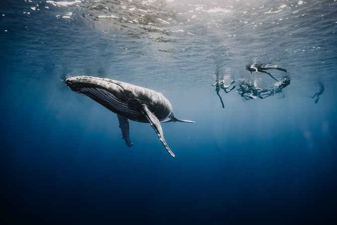 Whale Watching Shared Half Day - Why this Moorea whale trip feels different