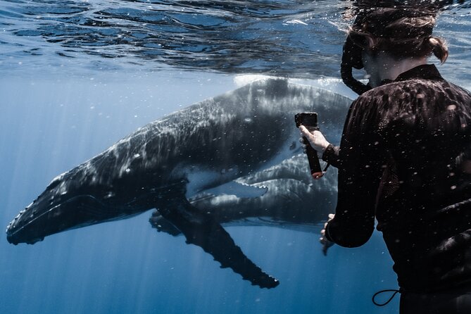 Whale Watching Shared Half Day - What swimming with the whales really means
